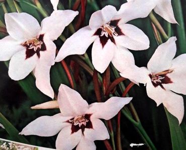 Ацидантера Bicolor (звездна гладиола)